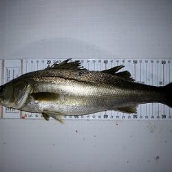 フルコンタクト 釣果