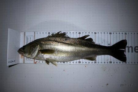 フルコンタクト 釣果