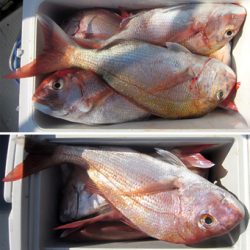 来温丸（らいおんまる） 釣果