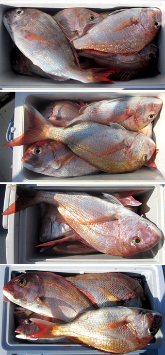 来温丸（らいおんまる） 釣果