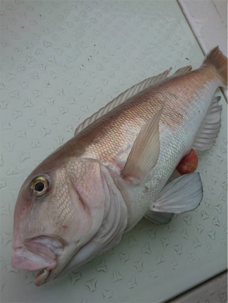 マタウマリンサービス 釣果