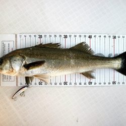 フルコンタクト 釣果