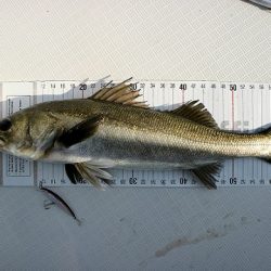 フルコンタクト 釣果