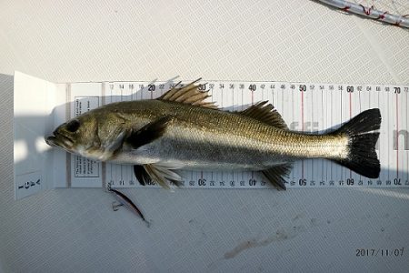 フルコンタクト 釣果