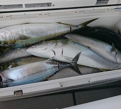 海龍丸(福岡) 釣果