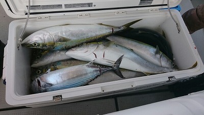 海龍丸（福岡） 釣果