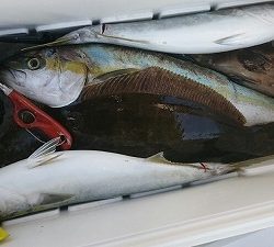 海龍丸(福岡) 釣果