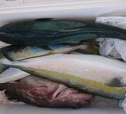 海龍丸(福岡) 釣果