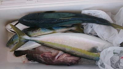 海龍丸(福岡) 釣果