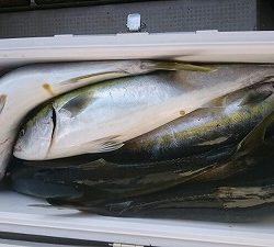 海龍丸(福岡) 釣果