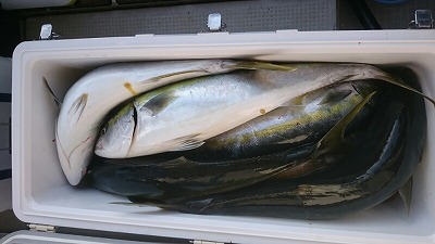 海龍丸(福岡) 釣果