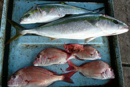 明神釣船 釣果