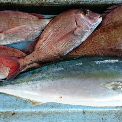 明神釣船 釣果