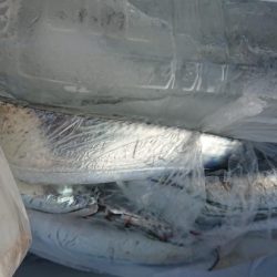 オーフリー 釣果