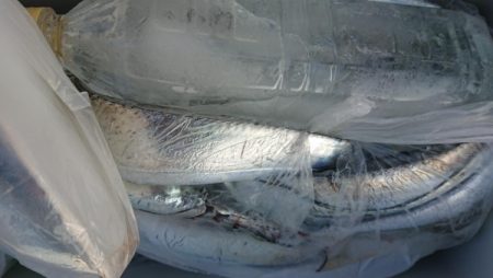 オーフリー 釣果