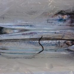 オーフリー 釣果