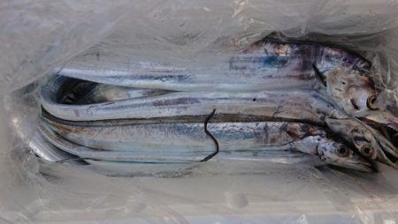 オーフリー 釣果