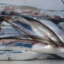 オーフリー 釣果