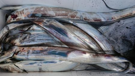 オーフリー 釣果