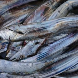 オーフリー 釣果