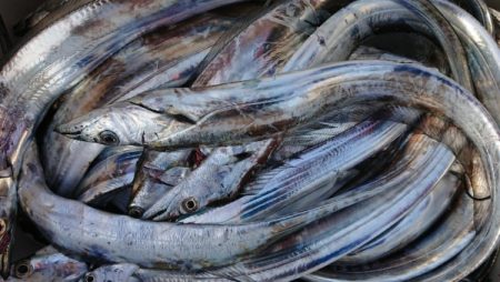 オーフリー 釣果