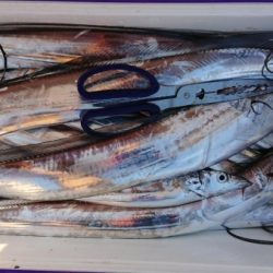 オーフリー 釣果