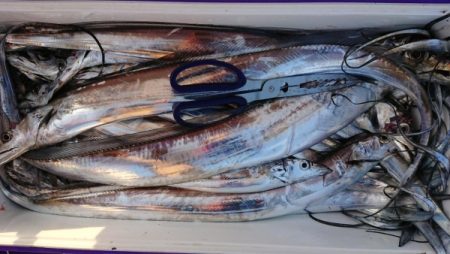 オーフリー 釣果