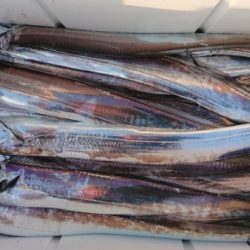 オーフリー 釣果