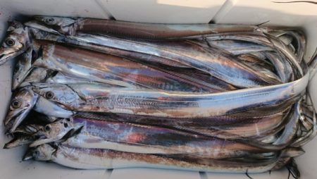 オーフリー 釣果