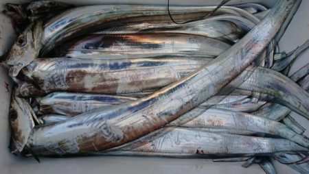 オーフリー 釣果