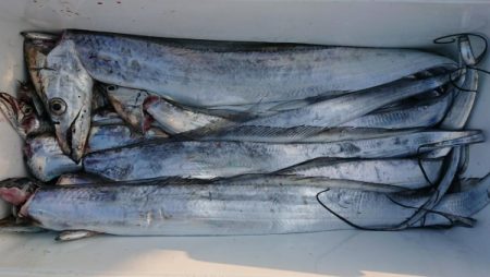 オーフリー 釣果