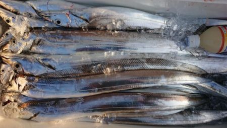 オーフリー 釣果