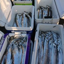 オーフリー 釣果