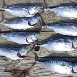 本部釣りイカダ 釣果