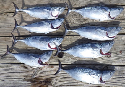 本部釣りイカダ 釣果