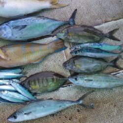 本部釣りイカダ 釣果