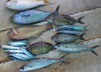 本部釣りイカダ 釣果