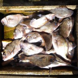 海釣り公園みかた 釣果