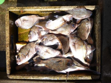 海釣り公園みかた 釣果