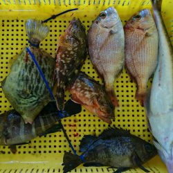 明神釣船 釣果