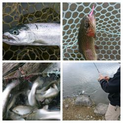 みどりフィッシングエリア 釣果