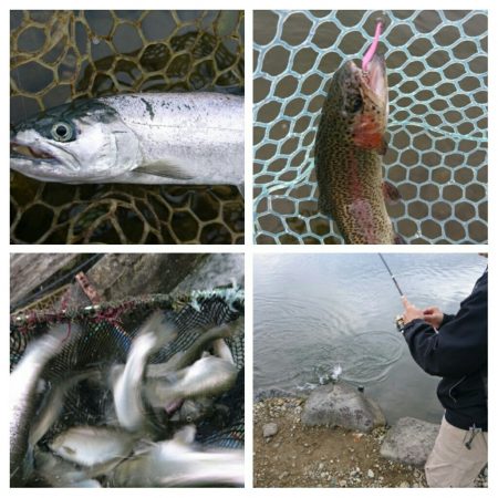 みどりフィッシングエリア 釣果