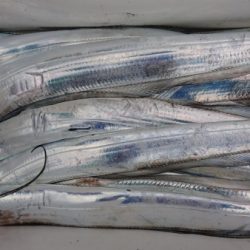 オーフリー 釣果