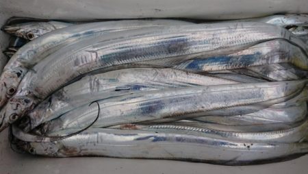 オーフリー 釣果