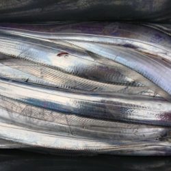 オーフリー 釣果