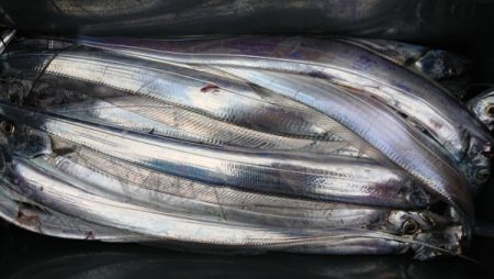 オーフリー 釣果