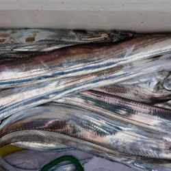 オーフリー 釣果