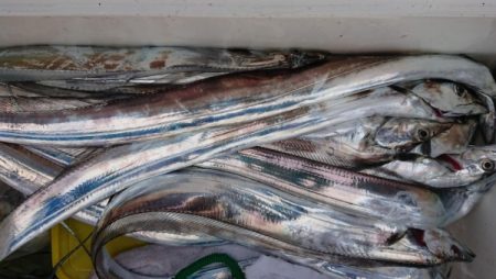 オーフリー 釣果