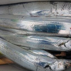 オーフリー 釣果