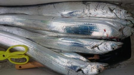 オーフリー 釣果